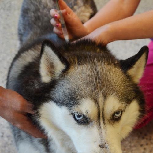 Husky receiving a vaccination