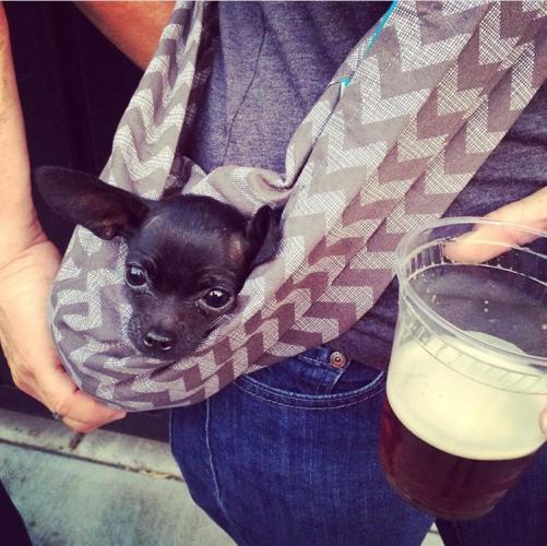Dog in sling with beer